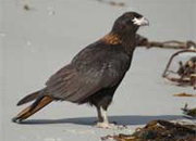 link to Striated Caracara